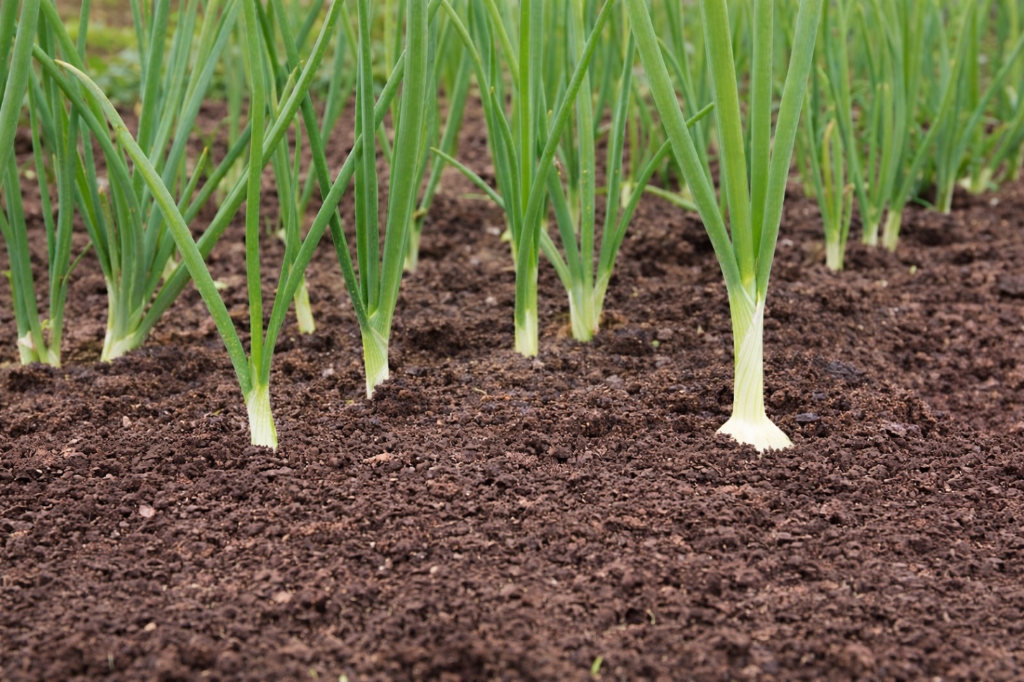 How to Grow Spring Onions